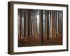 Glimmer-David Baker-Framed Photographic Print