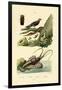 Glimworm, 1833-39-null-Framed Giclee Print