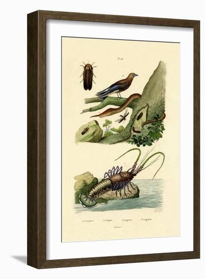 Glimworm, 1833-39-null-Framed Giclee Print