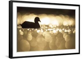 Glistening Glide-Staffan Widstrand-Framed Giclee Print