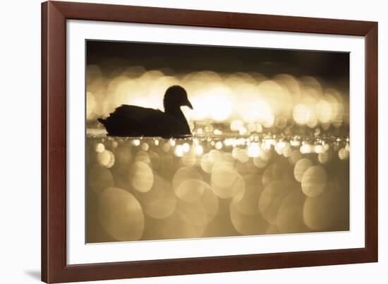 Glistening Glide-Staffan Widstrand-Framed Giclee Print