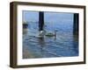 Glistening Water Swans-Bruce Dumas-Framed Giclee Print