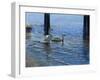 Glistening Water Swans-Bruce Dumas-Framed Giclee Print