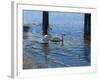 Glistening Water Swans-Bruce Dumas-Framed Giclee Print