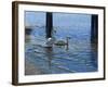 Glistening Water Swans-Bruce Dumas-Framed Giclee Print