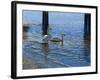 Glistening Water Swans-Bruce Dumas-Framed Giclee Print