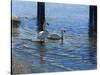 Glistening Water Swans-Bruce Dumas-Stretched Canvas