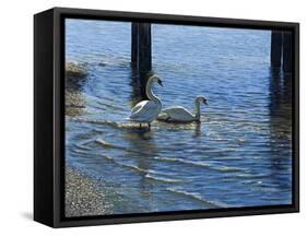 Glistening Water Swans-Bruce Dumas-Framed Stretched Canvas
