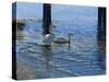 Glistening Water Swans-Bruce Dumas-Stretched Canvas