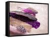 Glitter Feathers-Sonia Quintero-Framed Stretched Canvas