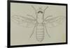 Glittering Green Fly (Poecilobothrus Nobilitatus), Diptera-null-Framed Giclee Print