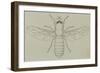 Glittering Green Fly (Poecilobothrus Nobilitatus), Diptera-null-Framed Giclee Print