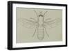 Glittering Green Fly (Poecilobothrus Nobilitatus), Diptera-null-Framed Giclee Print