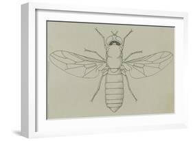 Glittering Green Fly (Poecilobothrus Nobilitatus), Diptera-null-Framed Giclee Print