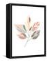 Framed Canvas