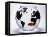 Global Goldfish-null-Framed Stretched Canvas