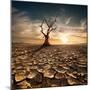 Global Warming Concept. Lonely Dead Tree under Dramatic Evening Sunset Sky at Drought Cracked Deser-Perfect Lazybones-Mounted Photographic Print