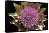 Globe Artichoke Flower-null-Framed Stretched Canvas