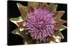 Globe Artichoke Flower-null-Stretched Canvas
