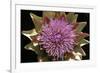 Globe Artichoke Flower-null-Framed Photographic Print