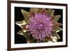 Globe Artichoke Flower-null-Framed Photographic Print
