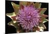 Globe Artichoke Flower-null-Mounted Photographic Print