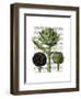 Globe Artichoke Print 1-Fab Funky-Framed Art Print