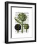 Globe Artichoke Print 1-Fab Funky-Framed Art Print