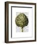 Globe Artichoke Print 2-Fab Funky-Framed Art Print