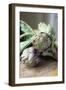 Globe Artichokes-Veronique Leplat-Framed Photographic Print