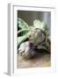 Globe Artichokes-Veronique Leplat-Framed Photographic Print