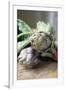 Globe Artichokes-Veronique Leplat-Framed Photographic Print