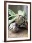 Globe Artichokes-Veronique Leplat-Framed Photographic Print