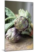 Globe Artichokes-Veronique Leplat-Mounted Photographic Print