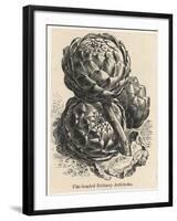 Globe Artichokes-null-Framed Art Print