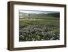 Globe Daisy (Globularia Meridionalis) Flowers by the Sturba River, Bosnia and Herzegovina-della Ferrera-Framed Photographic Print