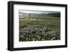 Globe Daisy (Globularia Meridionalis) Flowers by the Sturba River, Bosnia and Herzegovina-della Ferrera-Framed Photographic Print