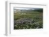 Globe Daisy (Globularia Meridionalis) Flowers by the Sturba River, Bosnia and Herzegovina-della Ferrera-Framed Photographic Print