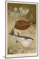 Globe Fish and Coffer Fish Swimming Together-null-Mounted Art Print