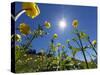 Globe flowers and bright sunshine, Augstmatthorn Mountain, Swiss Alps, Switzerland-Konrad Wothe-Stretched Canvas