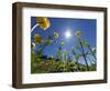 Globe flowers and bright sunshine, Augstmatthorn Mountain, Swiss Alps, Switzerland-Konrad Wothe-Framed Photographic Print