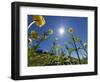 Globe flowers and bright sunshine, Augstmatthorn Mountain, Swiss Alps, Switzerland-Konrad Wothe-Framed Photographic Print