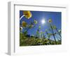 Globe flowers and bright sunshine, Augstmatthorn Mountain, Swiss Alps, Switzerland-Konrad Wothe-Framed Photographic Print