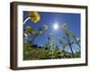 Globe flowers and bright sunshine, Augstmatthorn Mountain, Swiss Alps, Switzerland-Konrad Wothe-Framed Photographic Print