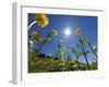 Globe flowers and bright sunshine, Augstmatthorn Mountain, Swiss Alps, Switzerland-Konrad Wothe-Framed Photographic Print