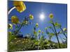 Globe flowers and bright sunshine, Augstmatthorn Mountain, Swiss Alps, Switzerland-Konrad Wothe-Mounted Photographic Print