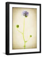 Globe Gilia-Jessica Rogers-Framed Giclee Print