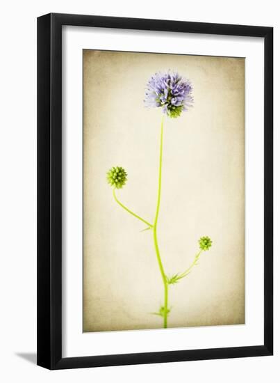 Globe Gilia-Jessica Rogers-Framed Giclee Print