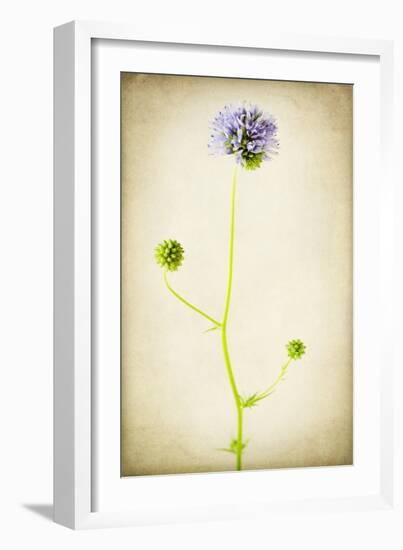 Globe Gilia-Jessica Rogers-Framed Giclee Print