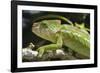 Globe-Horned Chameleon (Flat-Casqued Chameleon) (Calumma Globifer), Endemic, Madagascar, Africa-G &-Framed Photographic Print